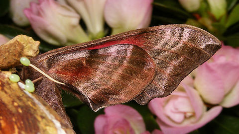Smerinthus ocellatus - Underside wing  Eyed hawk-moth,Smerinthinae,Smerinthus,Smerinthus ocellatus,Sphingidae,hawkmoth