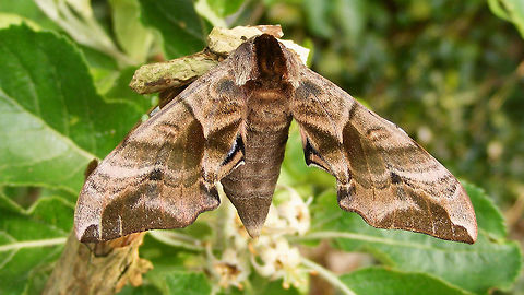 Smerinthus ocellatus  Eyed hawk-moth,Smerinthinae,Smerinthus,Smerinthus ocellatus,Sphingidae,hawkmoth