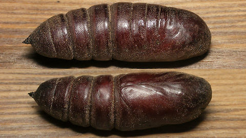 Smerinthus ocellatus - Pupa  Eyed hawk-moth,Pupae,Smerinthinae,Smerinthus,Smerinthus ocellatus,Sphingidae,hawkmoth