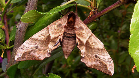 Smerinthus ocellatus and Empididae  Eyed hawk-moth,Smerinthinae,Smerinthus,Smerinthus ocellatus,Sphingidae,hawkmoth