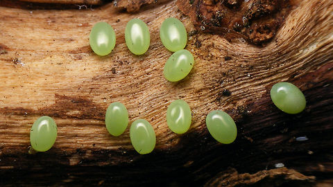 Smerinthus ocellatus - Eggs  Eggs,Eyed hawk-moth,Smerinthinae,Smerinthus,Smerinthus ocellatus,Sphingidae,hawkmoth