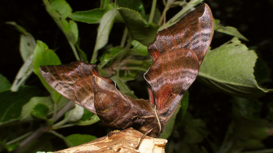 Smerinthus ocellatus - Ventral  Eyed hawk-moth,Smerinthinae,Smerinthus,Smerinthus ocellatus,Sphingidae,hawkmoth