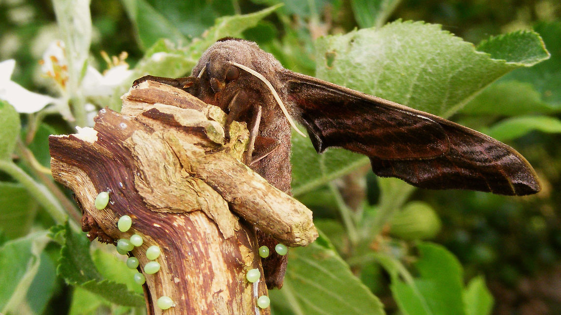 Smerinthus ocellatus - Grumpy  Eyed hawk-moth,Smerinthinae,Smerinthus,Smerinthus ocellatus,Sphingidae,hawkmoth