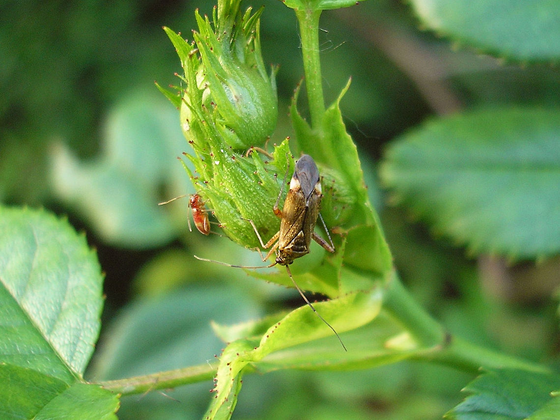 Closterotomus fulvomaculatus - Imago and nymph Found a nice colourful nymph yesterday and decided to introduce &quot;the species&quot;, but as it turns out all I seem to have (sorted to speciesname at least) is this rather old (2007) image :-/ It&#039;ll have to do for now ...  Closterotomus,Closterotomus fulvomaculatus,Geotagged,Miridae,Mirinae,Mirini,Netherlands,Nymph