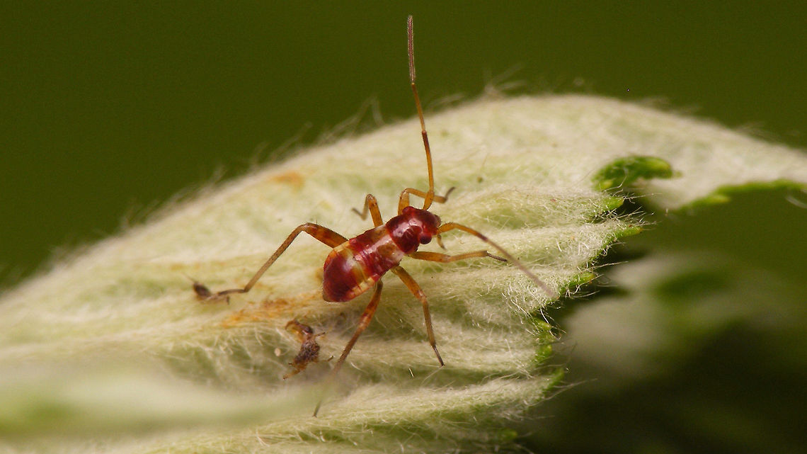 Closterotomus fulvomaculatus - Young nymph  Closterotomus,Closterotomus fulvomaculatus,Geotagged,Miridae,Mirinae,Mirini,Netherlands,Nymph