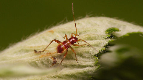 Closterotomus fulvomaculatus - Young nymph  Closterotomus,Closterotomus fulvomaculatus,Geotagged,Miridae,Mirinae,Mirini,Netherlands,Nymph