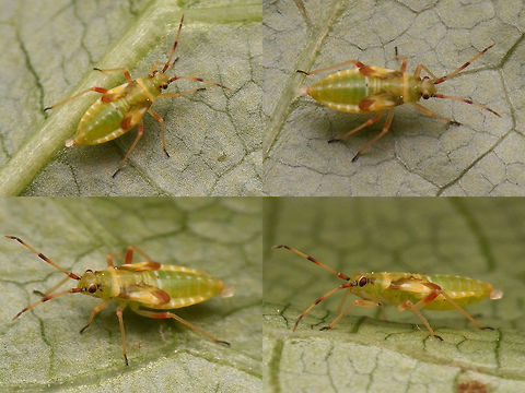 Dryophilocoris flavoquadrimaculatus - Mature nymph Last stadium nymph of the black an yellow Dryophilocoris flavoquadrimaculatus Dryophilocoris,Dryophilocoris flavoquadrimaculatus,Miridae,Nymph,Orthotylinae,Orthotylini