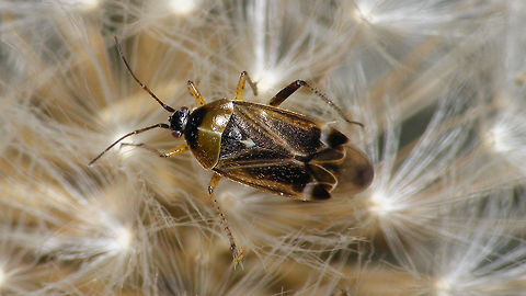 Harpocera thoracica on Dandelion  Dandelion,Dandelion disco,Harpocera,Harpocera thoracica,Miridae,Phylinae,Phylini,nl: Paardenbloem,nl: Voorjaarseikenblindwants
