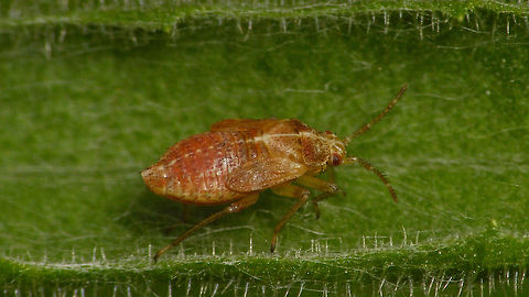 Harpocera thoracica - Mature nymph  Harpocera,Harpocera thoracica,Miridae,Nymph,Phylinae,Phylini,nl: Voorjaarseikenblindwants