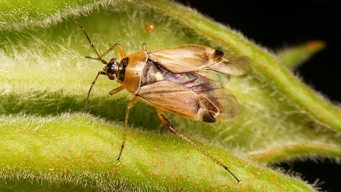Harpocera thoracica - wings spread  Harpocera,Harpocera thoracica,Miridae,Phylinae,Phylini,nl: Voorjaarseikenblindwants