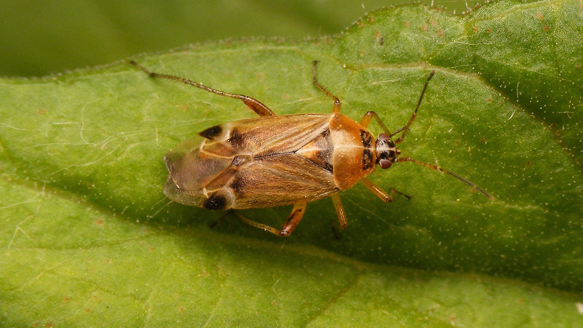 Harpocera thoracica - female A tad baffled that this species wasn&#039;t on JD yet ... probably so abundant (nuisance?) that no one shoots images anymore :o) Harpocera,Harpocera thoracica,Miridae,Phylinae,Phylini,nl: Voorjaarseikenblindwants