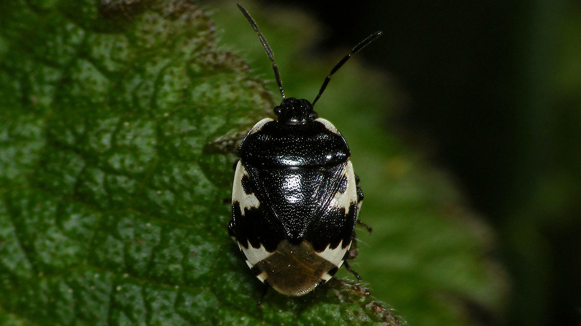 Tritomegas bicolor - dorsal  Cydnidae,Heteroptera,Pentatomoidea,Pentatomorpha,Pied shield bug,Tritomegas,Tritomegas bicolor,nl: Dovenetelgraafwants