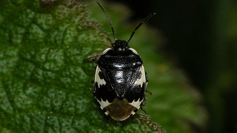 Tritomegas bicolor - dorsal  Cydnidae,Heteroptera,Pentatomoidea,Pentatomorpha,Pied shield bug,Tritomegas,Tritomegas bicolor,nl: Dovenetelgraafwants