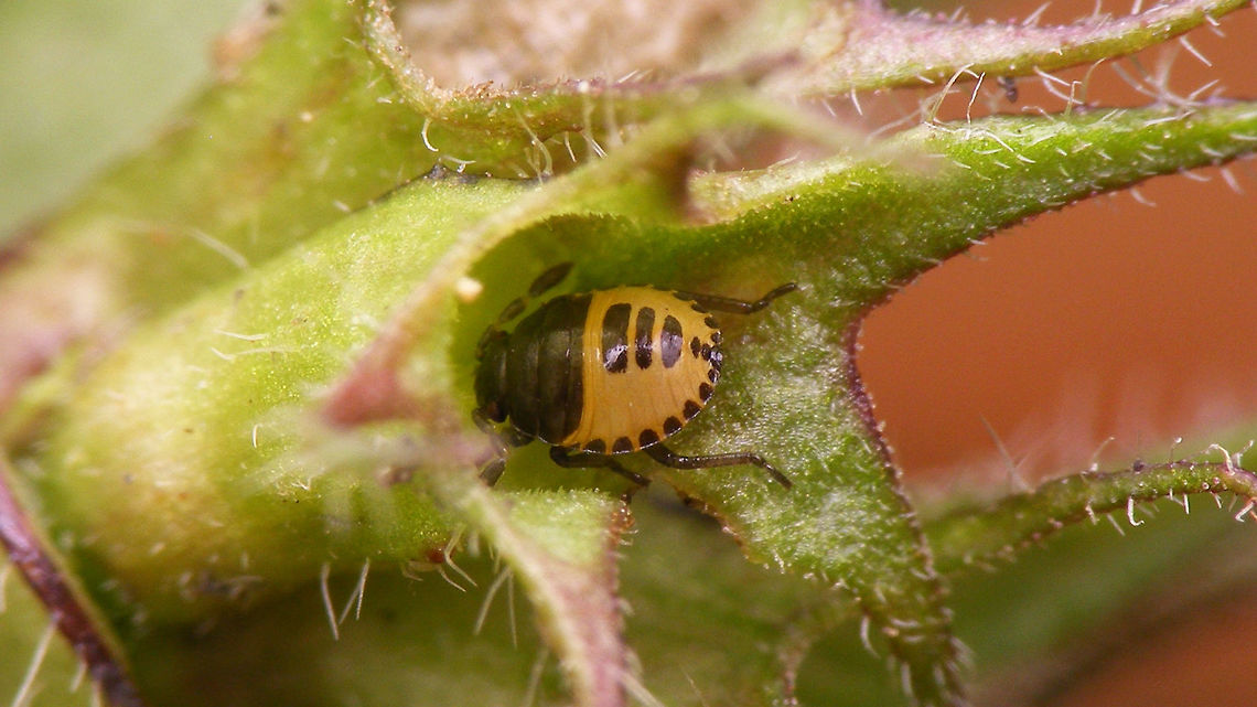 Tritomegas bicolor - Younger nymph Rather small nymph (2nd stadium?) of the Pied Shieldbug Cydnidae,Heteroptera,Nymph,Pentatomoidea,Pentatomorpha,Pied shield bug,Tritomegas,Tritomegas bicolor,nl: Dovenetelgraafwants