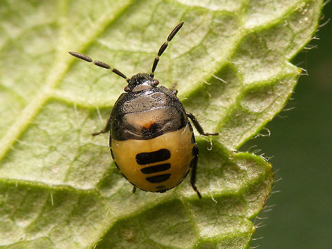 Tritomegas bicolor - Nymph dorsal 4th stadium nymph of the Pied Shieldbug Cydnidae,Heteroptera,Nymph,Pentatomoidea,Pentatomorpha,Pied shield bug,Tritomegas,Tritomegas bicolor,nl: Dovenetelgraafwants