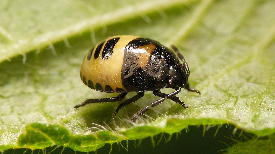 Tritomegas bicolor - Nymph lateral  Cydnidae,Heteroptera,Nymph,Pentatomoidea,Pentatomorpha,Pied shield bug,Tritomegas,Tritomegas bicolor,nl: Dovenetelgraafwants