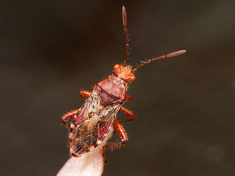 Rhopalus subrufus  Coreoidea,Jane's garden,Rhopalidae,Rhopalus,Rhopalus subrufus,nl: Geblokte glasvleugelwants