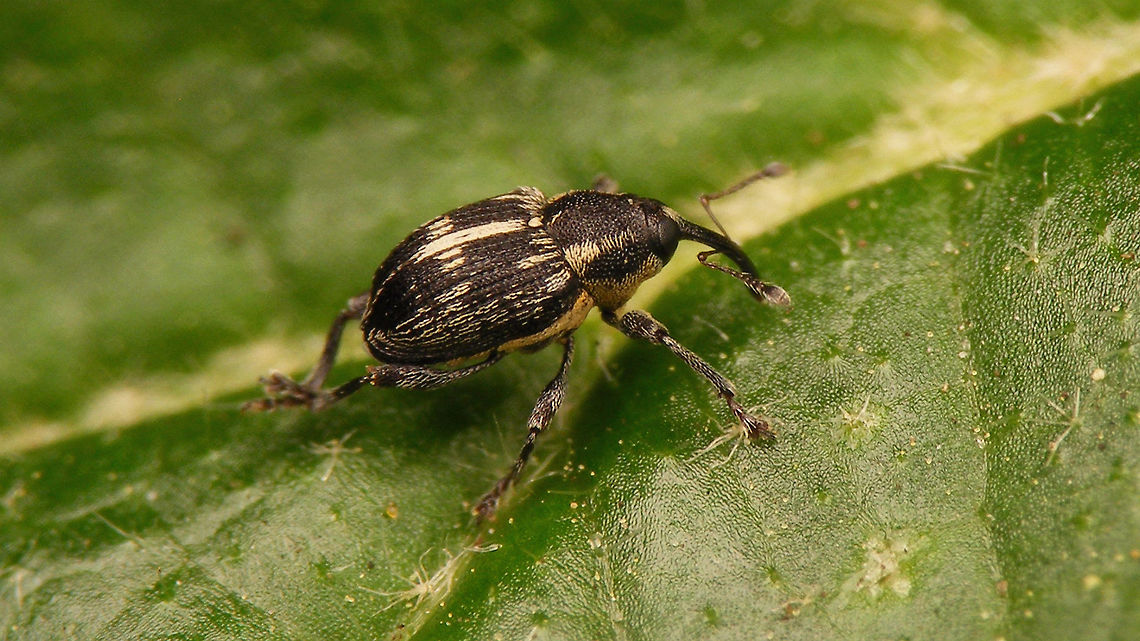 Archarius crux Archarius crux until recently named Curculio crux Archarius,Archarius crux,Curculio crux,Curculionidae,Curculioninae,Curculionini