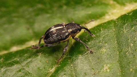 Archarius crux Archarius crux until recently named Curculio crux Archarius,Archarius crux,Curculio crux,Curculionidae,Curculioninae,Curculionini