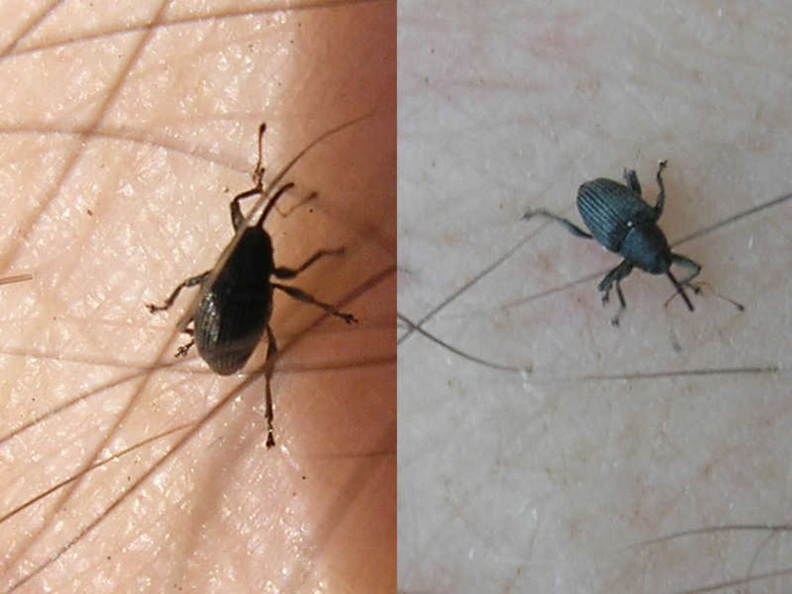 Archarrius pyrrhoceras Horrible old images of the tiny (1.6-2.4mm) Archarius pyrrhoceras, just have the species here ... Archarius,Archarius pyrrhoceras,Curculio pyrrhoceras,Curculionidae,Curculioninae,Curculionini