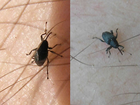 Archarrius pyrrhoceras Horrible old images of the tiny (1.6-2.4mm) Archarius pyrrhoceras, just have the species here ... Archarius,Archarius pyrrhoceras,Curculio pyrrhoceras,Curculionidae,Curculioninae,Curculionini