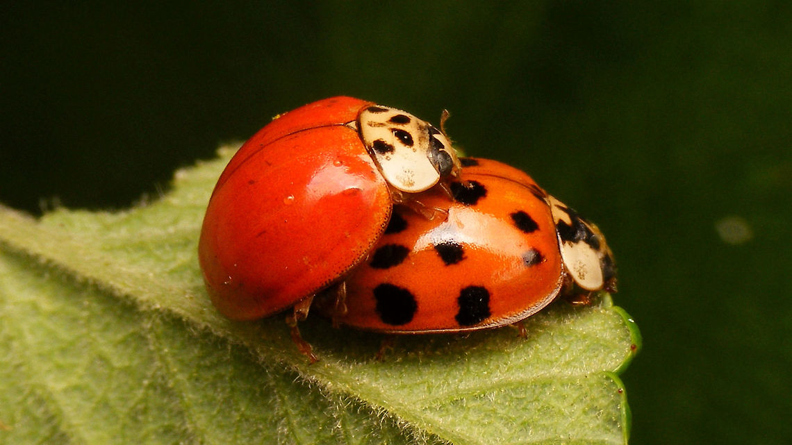 Harmonia axyridis - copula  Coccinellidae,Coccinellinae,Harlequin Ladybird,Harmonia,Harmonia axyridis,Ladybird,copulation,nl: Aziatisch lieveheersbeestje
