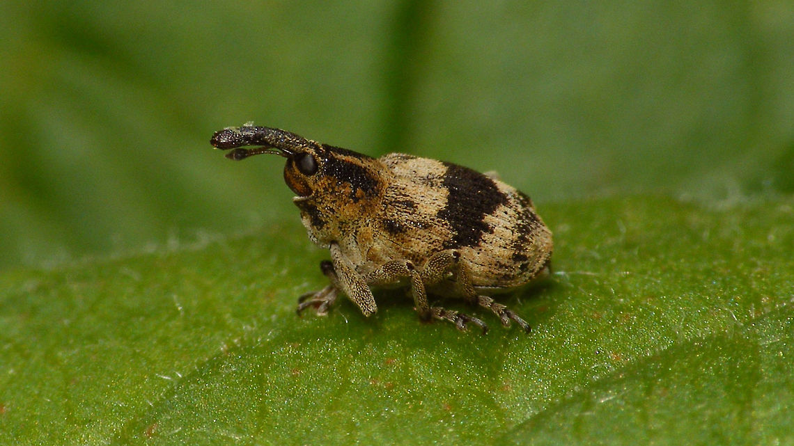 Having a snobby episode  Ceutorhynchinae,Ceutorhynchini,Coleoptera,Curculionidae,Tapeinotus,Tapeinotus sellatus,Weevil,nl: Gezadelde snuitkever