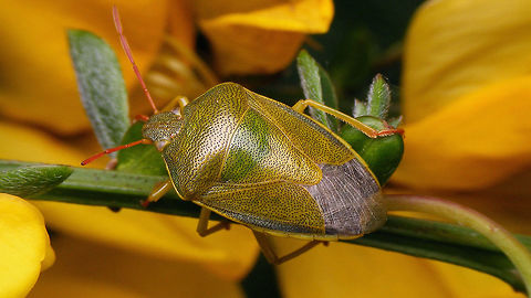 Piezodorus lituratus - all greenish This species is quite variable in colour, often with reddish brown hues as well Gorse shield bug,Gorse shieldbug,Heteroptera,Netherlands,Pentatomidae,Pentatominae,Piezodorini,Piezodorus,Piezodorus lituratus,nl: Bremschildwants