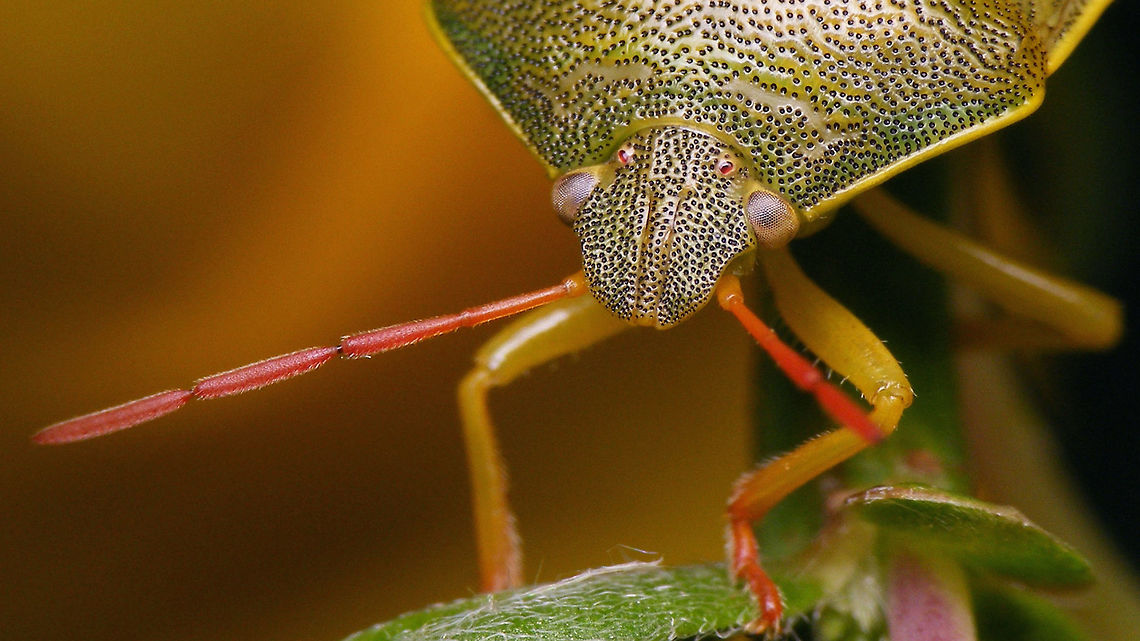 Piezodorus lituratus - portrait  Gorse shield bug,Gorse shieldbug,Heteroptera,Netherlands,Pentatomidae,Pentatominae,Piezodorini,Piezodorus,Piezodorus lituratus,nl: Bremschildwants