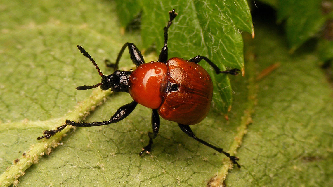 Attelabus nitens  Attelabidae,Attelabus nitens,Curculionoidea,Oak roller weevil,nl: Eikenbladrolkever