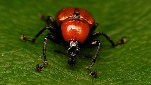 Attelabus nitens - frontal  Attelabidae,Attelabus nitens,Curculionoidea,Oak roller weevil,nl: Eikenbladrolkever