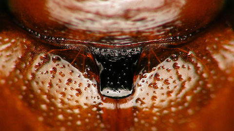 Attelabus nitens - scutellum  Attelabidae,Attelabus nitens,Curculionoidea,Oak roller weevil,nl: Eikenbladrolkever