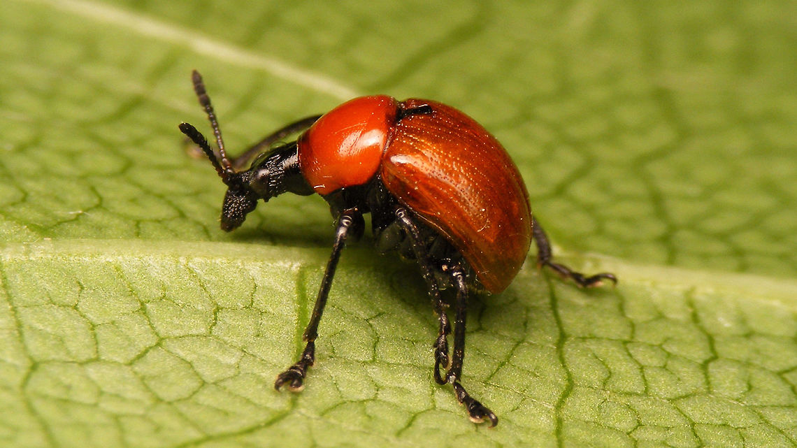 Quasimodo The hunchbacked habitus makes it quite hard to get decent images of this species Attelabidae,Attelabus nitens,Curculionoidea,Oak roller weevil
