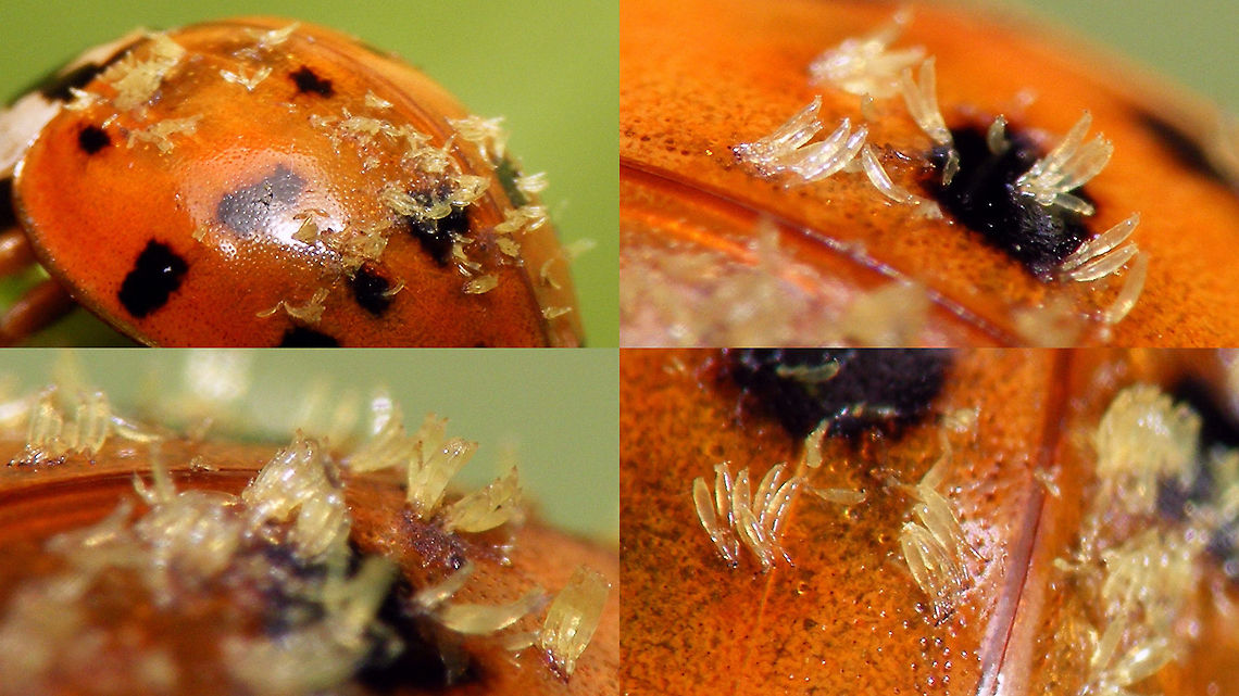 Hesperomyces virescens  Harmonia axyridis,Hesperomyces,Hesperomyces virescens,Laboulbeniales,nl: Aziatisch lieveheersbeestje