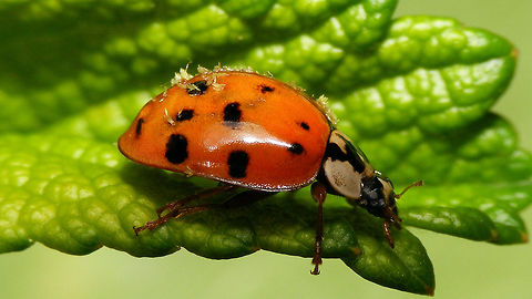 Harmonia axyridis with Hesperomyces virescens  Coccinellidae,Coccinellinae,Harlequin Ladybird,Harmonia,Harmonia axyridis,Hesperomyces,Hesperomyces virescens,Laboulbeniales,Ladybird,nl: Aziatisch lieveheersbeestje