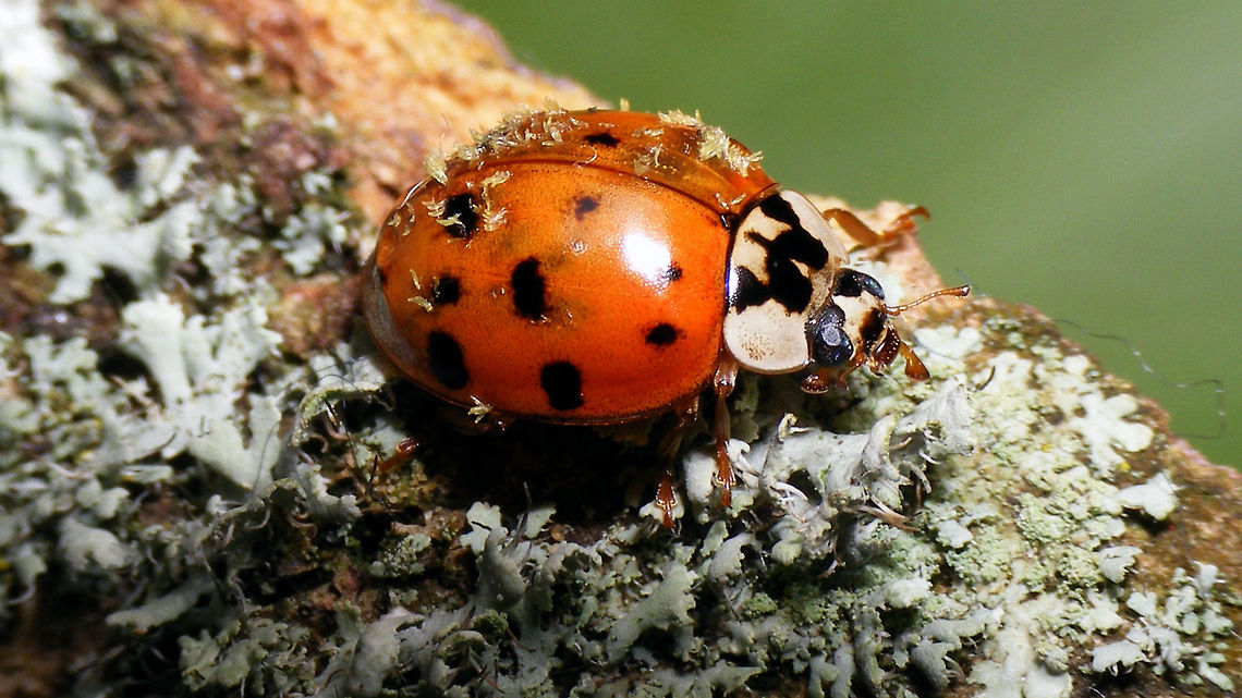 Hesperomyces virescens on Harmonia axyridis Details of Laboulb here:<br />
<figure class="photo"><a href="https://www.jungledragon.com/image/78989/hesperomyces_virescens.html" title="Hesperomyces virescens"><img src="https://s3.amazonaws.com/media.jungledragon.com/images/3043/78989_thumb.jpg?AWSAccessKeyId=05GMT0V3GWVNE7GGM1R2&Expires=1767225610&Signature=3MnG1mZW5GQKHBNiG0C2AiuZNi8%3D" width="200" height="114" alt="Hesperomyces virescens  Harmonia axyridis,Hesperomyces,Hesperomyces virescens,Laboulbeniales,nl: Aziatisch lieveheersbeestje" /></a></figure> Harmonia axyridis,Hesperomyces,Hesperomyces virescens,Laboulbeniales,nl: Aziatisch lieveheersbeestje