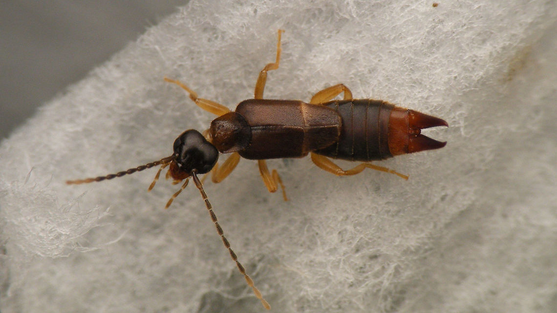 Labia minor - from kitchen sink A few weeks ago, while doing the dishes I suddenly spotted this girly in the sink ... what! ... how the heck did it get there?!? This once abundant species has become increasingly rare as we don&#039;t use so many horses anymore and don&#039;t leave their droppings in the streets or wherever they are (they build their nests in old horse droppings). Strangest of encounters. Anyway, dried her of with some kitchen paper, so here she is ...   Dermaptera,Earwig,Labia minor,Lesser Earwig,Spongiphoridae,nl: Kleine oorworm