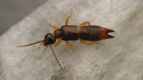 Labia minor - from kitchen sink A few weeks ago, while doing the dishes I suddenly spotted this girly in the sink ... what! ... how the heck did it get there?!? This once abundant species has become increasingly rare as we don't use so many horses anymore and don't leave their droppings in the streets or wherever they are (they build their nests in old horse droppings). Strangest of encounters. Anyway, dried her of with some kitchen paper, so here she is ...   Dermaptera,Earwig,Labia minor,Lesser Earwig,Spongiphoridae,nl: Kleine oorworm