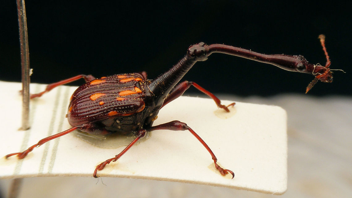 Cycnotrachelus flavotuberosus Beetle collected in Thailand by my friend Toon Keukelaar (RIP)<br />
... bit of a shame about the hair on the nose, but I didn't notice that until back home :-/ ... Attelabidae,Cycnotrachelus,Cycnotrachelus flavotuberosus