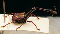 Cycnotrachelus flavotuberosus Beetle collected in Thailand by my friend Toon Keukelaar (RIP)<br />
... bit of a shame about the hair on the nose, but I didn't notice that until back home :-/ ... Attelabidae,Cycnotrachelus,Cycnotrachelus flavotuberosus