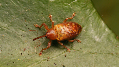 Dorytomus tortrix  Curculionidae,Curculioninae,Dorytomus,Dorytomus tortrix,Ellescini,Weevil,nl: Gewone populierensnuitkever