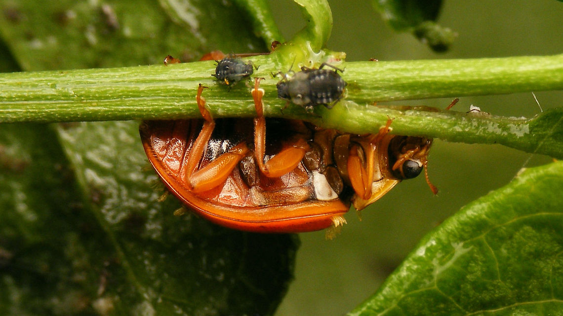 Harmonia axyridis - ventral  Coccinellidae,Coccinellinae,Harlequin Ladybird,Harmonia,Harmonia axyridis,Hesperomyces,Hesperomyces virescens,Laboulbeniales,Ladybird,nl: Aziatisch lieveheersbeestje