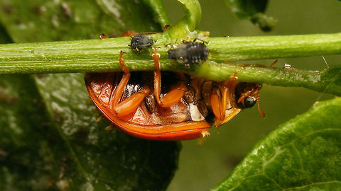 Harmonia axyridis - ventral  Coccinellidae,Coccinellinae,Harlequin Ladybird,Harmonia,Harmonia axyridis,Hesperomyces,Hesperomyces virescens,Laboulbeniales,Ladybird,nl: Aziatisch lieveheersbeestje