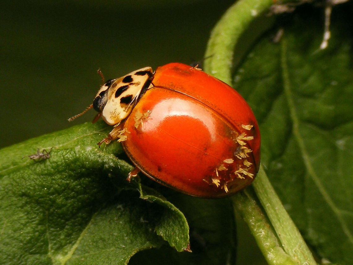 Hesperomyces virescens on unspotted Har.axy. The other day my friend Jeanette found another one :o) Coccinellidae,Coccinellinae,Geotagged,Harmonia,Harmonia axyridis,Hesperomyces,Hesperomyces virescens,Jane's garden,Laboulbeniales,Ladybird,Netherlands,nl: Aziatisch lieveheersbeestje