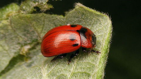 Gonioctena viminalis  Chrysomelidae,Chrysomelinae,Geotagged,Gonioctena,Gonioctena viminalis,Leaf beetle,Netherlands,nl: Roodbruin wilgenhaantje