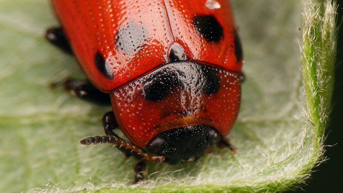 Gonioctena viminalis - portrait  Chrysomelidae,Chrysomelinae,Gonioctena,Gonioctena viminalis,Leaf beetle,nl: Roodbruin wilgenhaantje