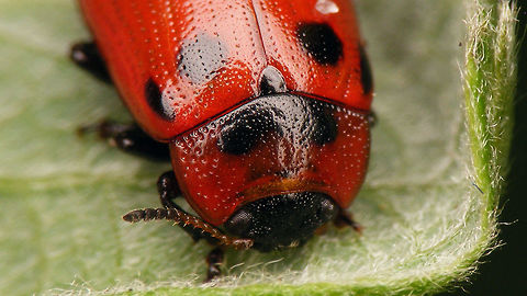 Gonioctena viminalis - portrait  Chrysomelidae,Chrysomelinae,Gonioctena,Gonioctena viminalis,Leaf beetle,nl: Roodbruin wilgenhaantje