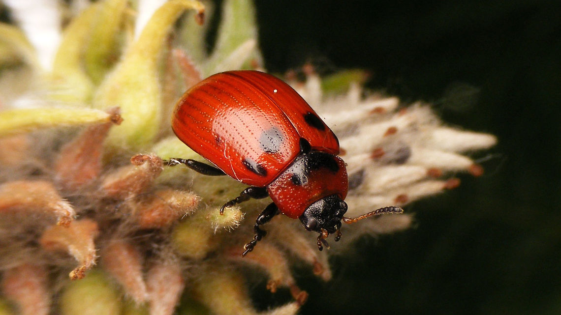 Gonioctena viminalis - on the move  Chrysomelidae,Chrysomelinae,Gonioctena,Gonioctena viminalis,Leaf beetle,nl: Roodbruin wilgenhaantje