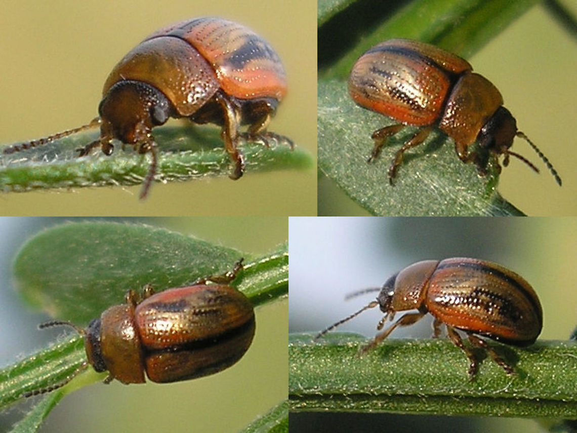 Gonioctena olivacea - darker variant Rather old images of a somewhat darker variant of Gonioctena olivacea Chrysomelidae,Chrysomelinae,Geotagged,Gonioctena,Gonioctena olivacea,Leaf beetle,Netherlands,nl: Bremhaantje