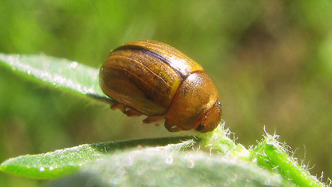 Gonioctena olivacea - paler variant More lateral shot here:
https://www.jungledragon.com/image/79057/gonioctena_olivacea_-_lateral.html Chrysomelidae,Chrysomelinae,Geotagged,Gonioctena,Gonioctena olivacea,Leaf beetle,Netherlands,nl: Bremhaantje